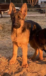 German Shepherd Pups