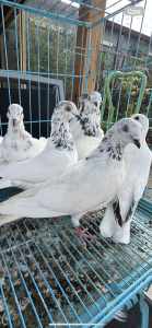 Quality Iranian Pigeons 