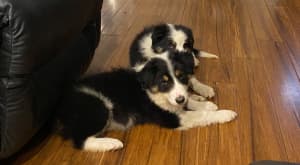 Gorgeous Border Collie Pup - Ready now