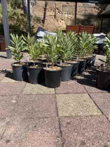 Protea Plants