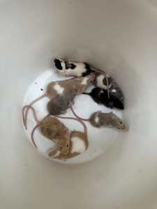 Baby mice for sale
