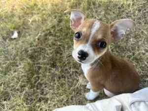 Jack Russell Chihuahua Puppy