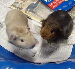 Friendly guinea pigs needing a loving home