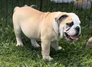 British Bulldog Puppies for sale