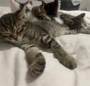 Five Playful Kittens