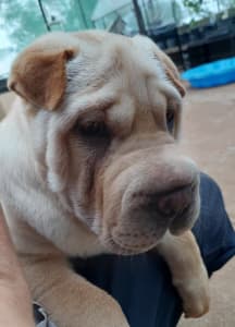 Purebred Shar pei pup, Thor is fully vaccinated and microchipped.