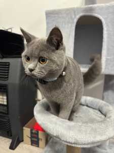 Beautiful British Shorthair Blue Kitten - Desexed, with Welcome Pack