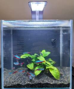Nano fish tank