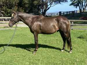Taffy Australian Stockhorses colt