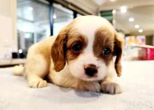 Toy Cavoodle Puppy Cuteness