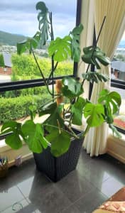 Large Monstera Plant, 2 Growth Points including Pot