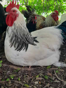 2 Young roosters under 1yr