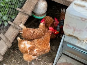 Free: 4 Hyline hens, pick up in Hawthorn, BYO box/carrier.