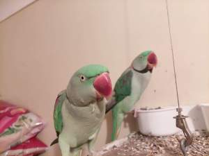 Bonded Alexandrine parrot $550 ONO
