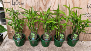 Lucky bamboo plants in 12cm pot- Noble Park VIC 