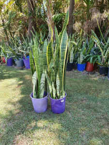 Mother in laws tongue or snake plants in pots Two variety