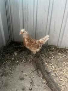 Chickens for sale need gone!