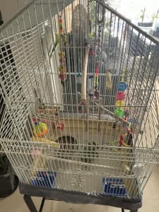 Budgies, cage, stand & accessories