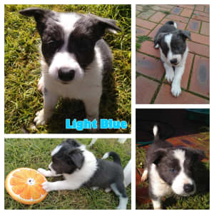 Border Collie Puppies - Ready to go now!!
