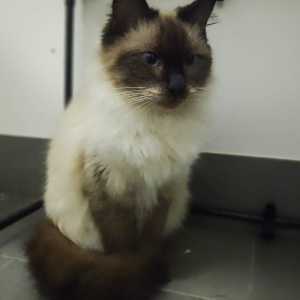 Cute Affectionate Pure Breed Ragdoll Kitten. Very friendly and Loyal