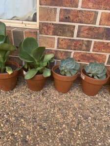 Succulents / flapjacks and other in new terracotta pots