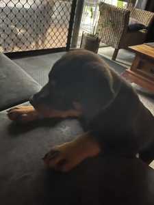 Huge natural bob tail Purebred male Rottweiler pup. 