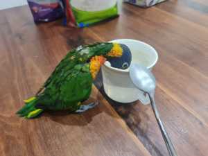 Baby Rainbow and Olive Lorikeets for sale