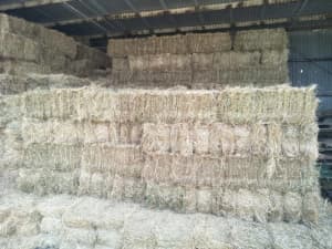 Square bales of Hay