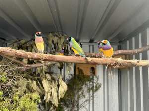 Normal Gouldian Finches Small Lot