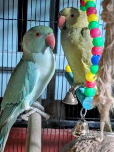 Indian Ringneck Pastel Parrots Paired up