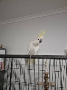 Cockatoo bird with cage 
