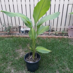 Tumeric plant