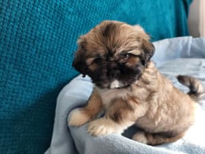 Lhasa Apso Pure Bred Puppies