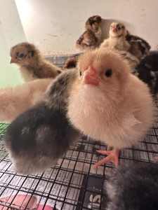 Day old chicks chickens heritage breeds