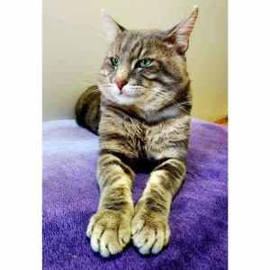 10188 : Al Catcino - CAT for ADOPTION - Vet Work Included
