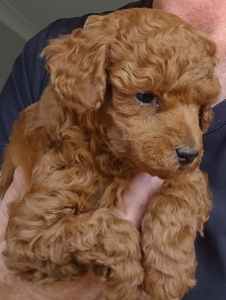 Toy Poodle pups ANKC pedigree . DNA clear