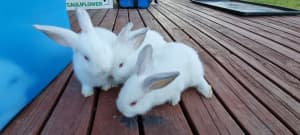 SOLD California Baby rabbits