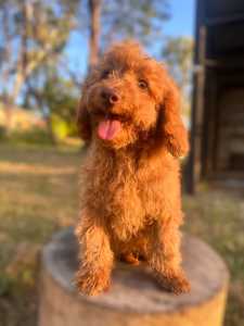 Liver nose male cavoodle READY NOW