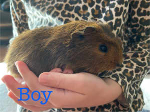 Baby Guinea Pig - 1 male left!!