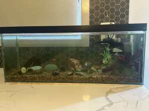 Fish tank/aquarium
