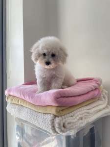 Poochon and toy poodle puppies
