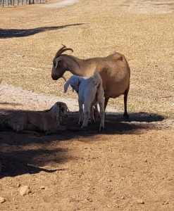 Intact Male goat kids