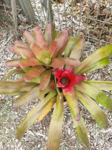 Bromeliad red centre in stylish pot