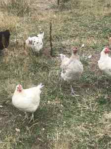 Australorp, Light Sussex and Cross Bred Chickens - Only 3 remaining