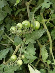 Cherry tomato seedlings for pots or soil for sale 
