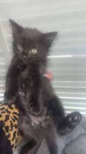 Black ragdoll x Siberian Russian gorgeous dark brown kitten