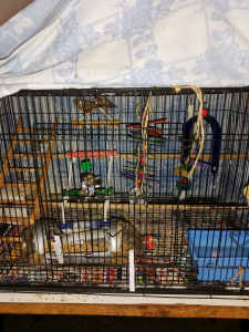 Bird cage and male Zebra Finches