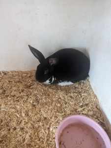 two Standard rex rabbits need gone asap including their cages 