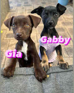 Gia and Gabby dog/puppy Perth Animal Rescue vet wort Inc