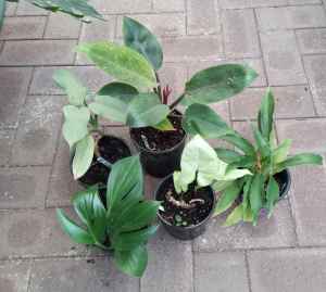 Plant Clearance all Week, From $2. Ballajura 6066